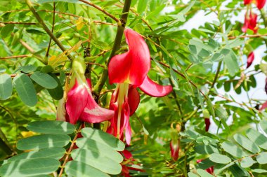 Sebze uğultu kuş Sesban Agasta vardır kırmızı çiçek yemek ve herb için kullanın