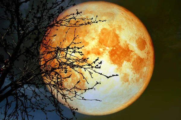 Vollblutmond Erdnähe Nachthimmel Zurück Silhouette Trockener Astbaum Elemente Dieses Bildes — Stockfoto