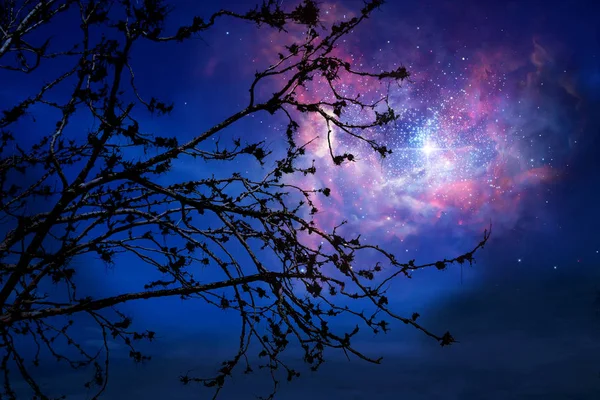 Galaxy Night Sky Back Silhouette Dry Tree Elementi Questa Immagine — Foto Stock