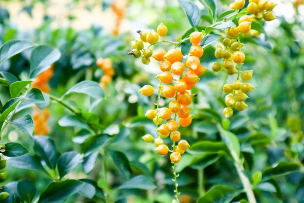 Gyllene Dew Drop Duva Bär Sky Flower Duranta Erecta Blommorna — Stockfoto