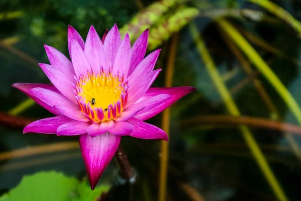 light pink white lotus flower blooming after rain drop and insect in flower