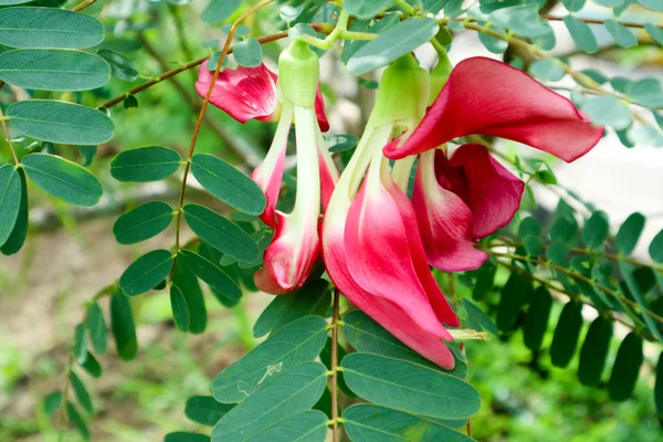 Sebze uğultu kuş Sesban Agasta vardır kırmızı çiçek yemek ve herb için kullanın