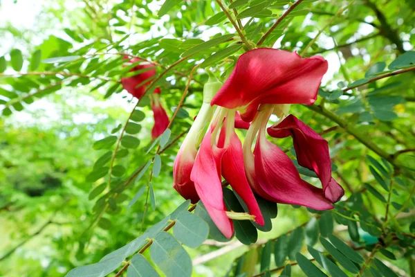 Vegetable Humming Bird Sesban Agasta Has Red Flower Can Eat — Stock Photo, Image