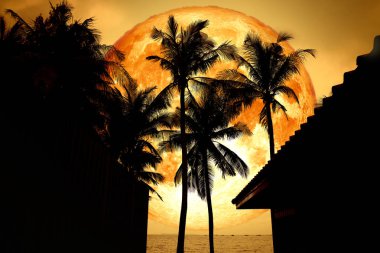 Tam kan ay geri siluet şapka ve Hindistan cevizi ağaçları, Nasa tarafından döşenmiş bu görüntü unsurları