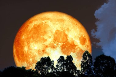 Tam kan ayın üstünden bir ormanda, Nasa tarafından döşenmiş bu görüntü öğeleri ağaç siluet