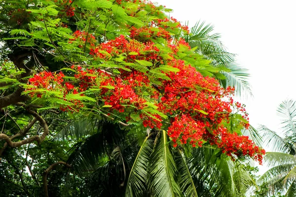 flame tree red flower blooming and new born green leaves on tree