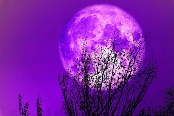 Volle Lila Mond Zurück Silhouette Trockener Baum Und Farbenfroher Himmel — Stockfoto