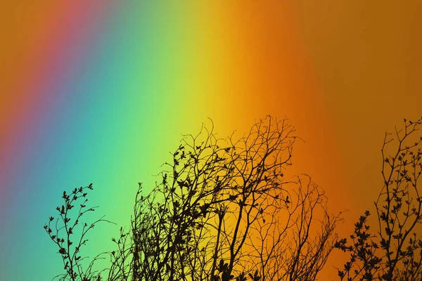 Arco Iris Sobre Cielo Colorido Silueta Trasera Árbol Ramas Secas — Foto de Stock