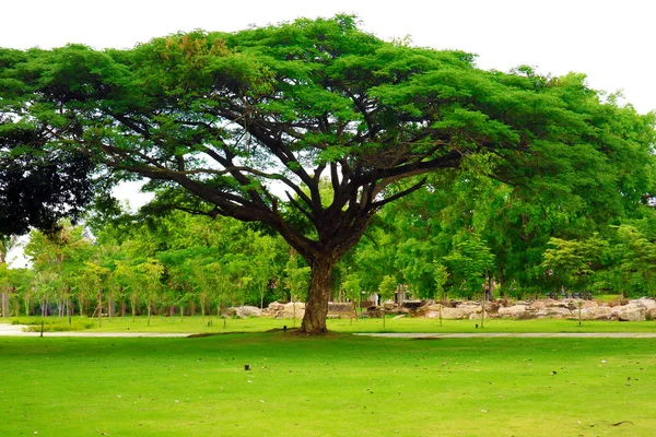 Obří Zelený Strom Zelené Trávy Zahradě Cihlové Zdi — Stock fotografie