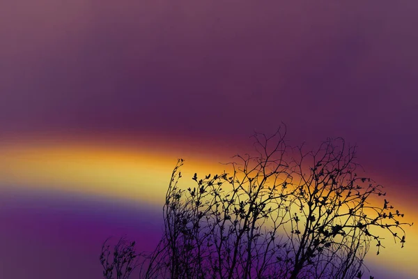 Ουράνιο Τόξο Πάνω Από Πολύχρωμο Ουρανό Και Πίσω Σιλουέτα Ξηρό — Φωτογραφία Αρχείου