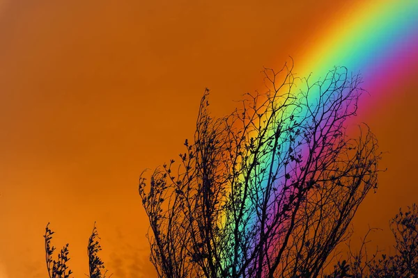 Arco Íris Sobre Céu Colorido Silhueta Traseira Árvore Ramo Seco — Fotografia de Stock