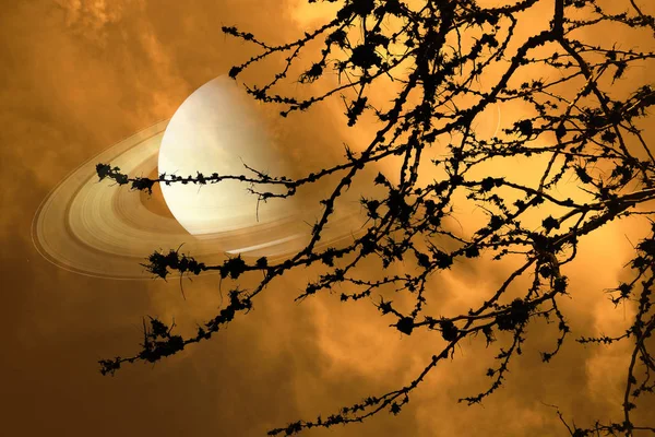 Сатурн Вблизи Земли Ночном Небе Назад Силуэт Сухого Дерева Ветви — стоковое фото