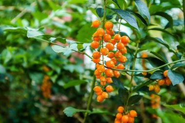 Çiğ altın damla, güvercin Berry, gökyüzü çiçeği (Duranta erecta), açık mavi veya lavanta çiçekleri, meyve türüdür küçük globose çiçekli çalı ailesindeki verbena Verbenaceae, Güney Amerika ve Karayipler Meksika yerli