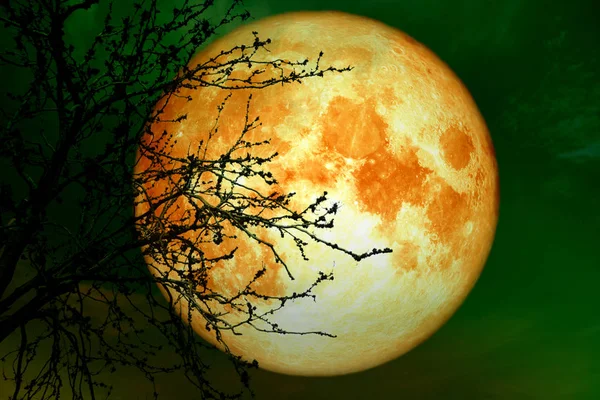 Bulan Purnama Darah Dekat Bumi Langit Malam Kembali Siluet Pohon — Stok Foto