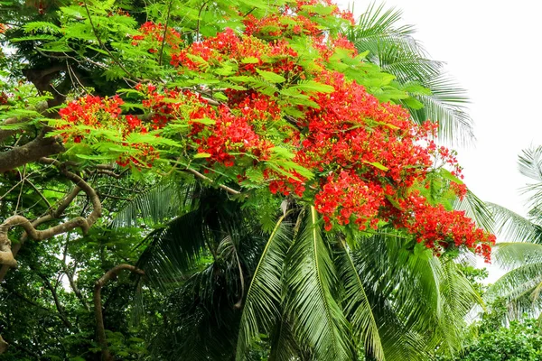 flame tree red flower blooming and new born green leaves on tree