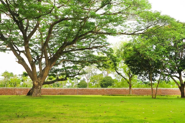 Riesiger Grüner Baum Und Grünes Gras Garten Und Ziegelmauer — Stockfoto