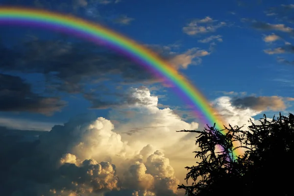 Arcobaleno Sopra Cielo Tramonto Indietro Silhouette Albero Ramo Secco Concetto — Foto Stock