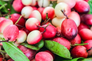Carunda veya Karonda meyve bitki ve ilaç, kırmızı gömerim meyve ve yeşil yaprakları kullanılan