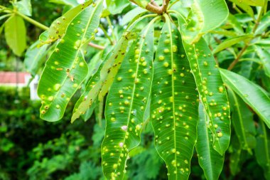 Frog-eye leaf spot or Cercospora diseases on leaves of Suicide tree clipart
