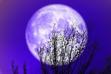 dolunay geri siluet kuru ağaç ve renkli gökyüzü, Nasa tarafından döşenmiş bu görüntü unsurları