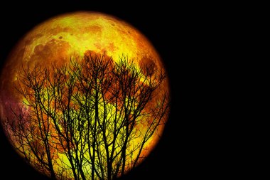 tam solucan ay sırt siluet kuru ağaç ve renkli gökyüzü, Nasa tarafından döşenmiş bu görüntü unsurları