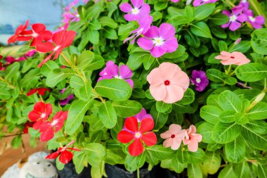 su teresi bir anlamı vardır; Çok nadiren kullanılır. İsim. Madagasgar deniz salyangozu; Cezayir menekşesi; Evlenmemiş yaşlı kadın