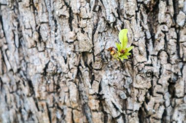 Yeni bitki doğdu ve çatlamak vücut ahşap doku üzerinde yetiştirilen hayatta kalma