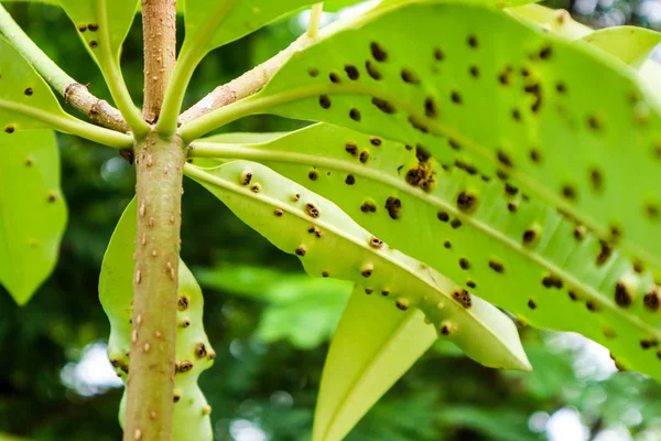 Groda Eye Blad Plats Eller Cercospora Sjukdomar Bladen Självmord Träd — Stockfoto