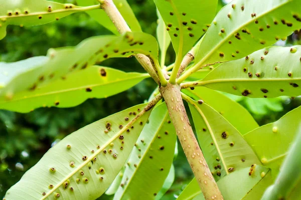 Groda Eye Blad Plats Eller Cercospora Sjukdomar Bladen Självmord Träd — Stockfoto