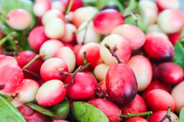 Carunda veya Karonda meyve bitki ve ilaç, kırmızı gömerim meyve ve yeşil yaprakları kullanılan