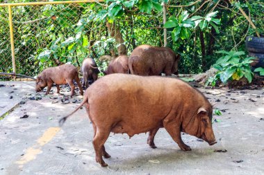 Kadın domuzu ve küçük domuz doğada yemek bulmak