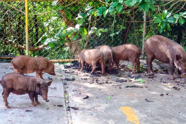 Kadın domuzu ve küçük domuz doğada yemek bulmak