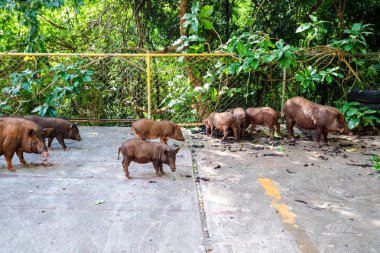 Kadın domuzu ve küçük domuz doğada yemek bulmak
