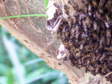Arı bir sürü vardı, onları dalı kovan inşa ettiklerini