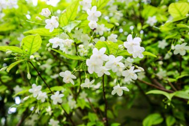 Wrightia bileğinde bir aile Apocynaceae içinde ağaç türüdür. Onun dağıtım içerir: Çin (Guangdong), Hint-Çin ve Türkiye de dahil olmak üzere Malesia