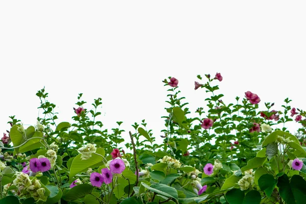 Fil sarmaşık, gümüş Morning glory bitki ve çatıda izole Mor çiçek