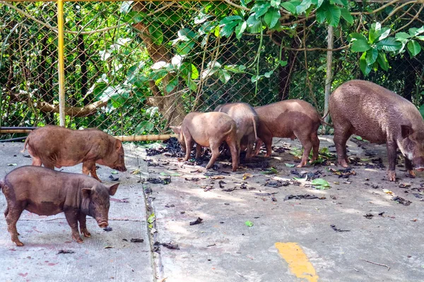 Kadın domuzu ve küçük domuz doğada yemek bulmak
