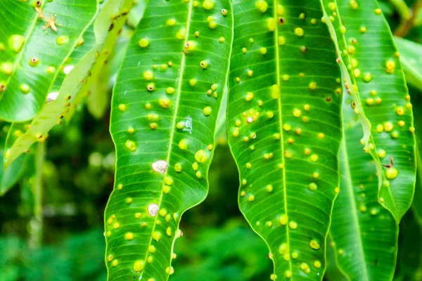カエル目斑または自殺ツリーの葉に病疾患 — ストック写真