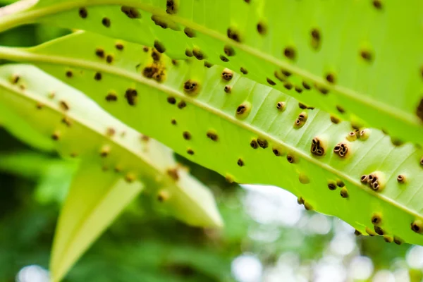 Groda Eye Blad Plats Eller Cercospora Sjukdomar Bladen Självmord Träd — Stockfoto