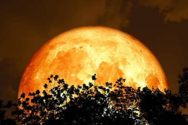 全血月亮回来的剪影顶部树木和五颜六色的天空 这个形象的元素由 Nasa — 图库照片