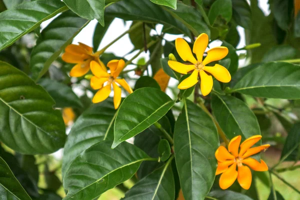 Gardenia Carinata Stor Tropisk Buske Eller Litet Träd Blommar Från — Stockfoto