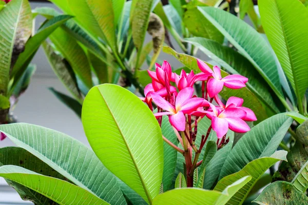 Plumeria Magenta Färg Boutique Blomma Blommar Mellan Gröna Blad — Stockfoto