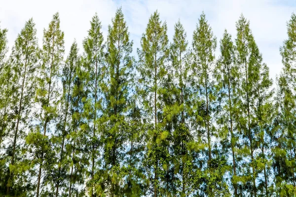 Pine Groenblijvende Bomen Die Zijn Slank Langwerpig Naalden Sommige Waardevol — Stockfoto