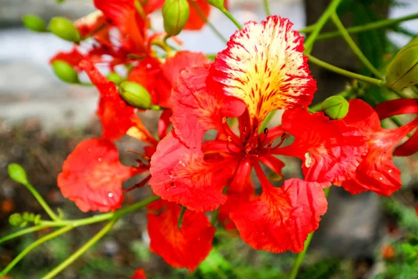 red flower boutique flame tree blooming in garden