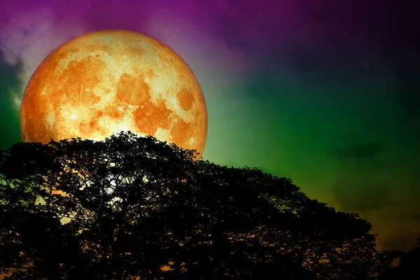 Bulan Super Darah Penuh Kembali Pohon Siluet Dan Langit Berwarna — Stok Foto