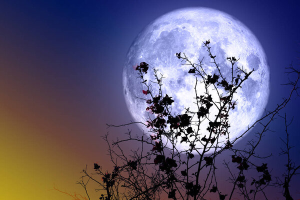 Super full moon back silhouette dry tree and colorful sky, Elements of this image furnished by NASA