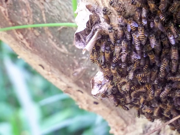 Arı bir sürü vardı, onları dalı kovan inşa ettiklerini