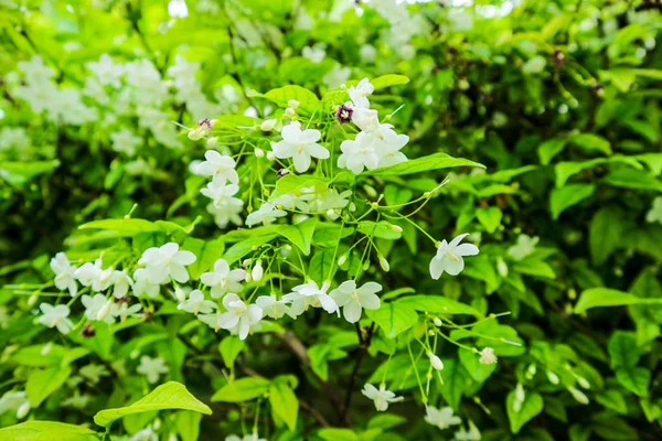 Wrightia bileğinde bir aile Apocynaceae içinde ağaç türüdür. Onun dağıtım içerir: Çin (Guangdong), Hint-Çin ve Türkiye de dahil olmak üzere Malesia