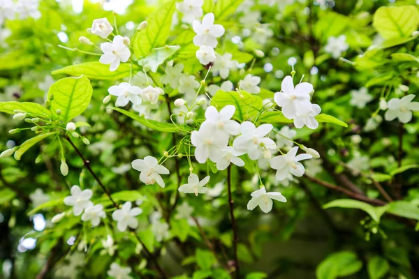 Wrightia Religiosa Una Especie Árbol Perteneciente Familia Apocynaceae Distribución Incluye —  Fotos de Stock