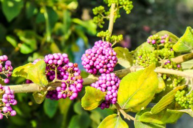 Callicarpa or beautyberry is a genus of shrubs and small trees in the family Lamiaceae clipart
